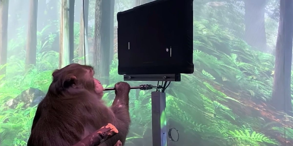 New Neuralink Video Purportedly Shows Monkey Playing Video Games Using
